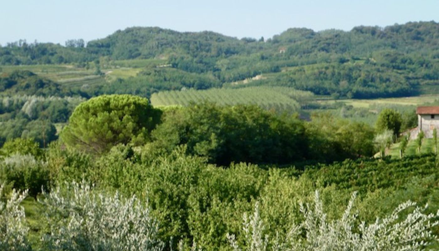 Cypress trees