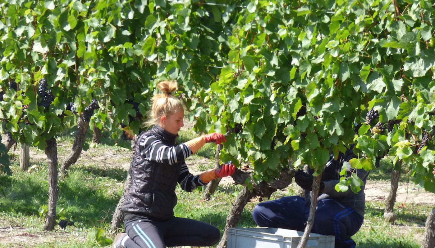 harvesting grapes in the Loire 2015