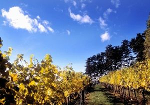 Traisental vineyard