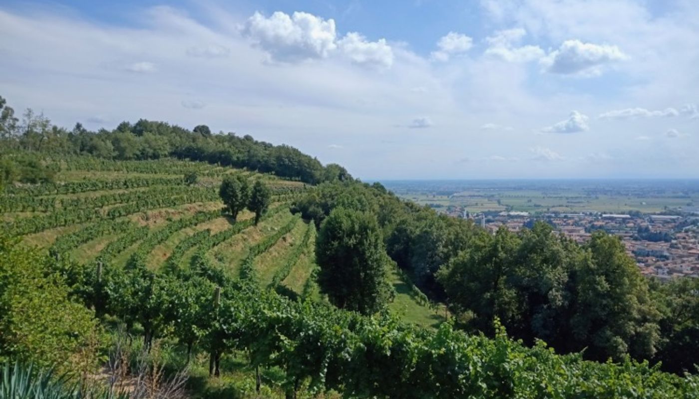 Arcari + Danesi vineyard in Monte Orfano