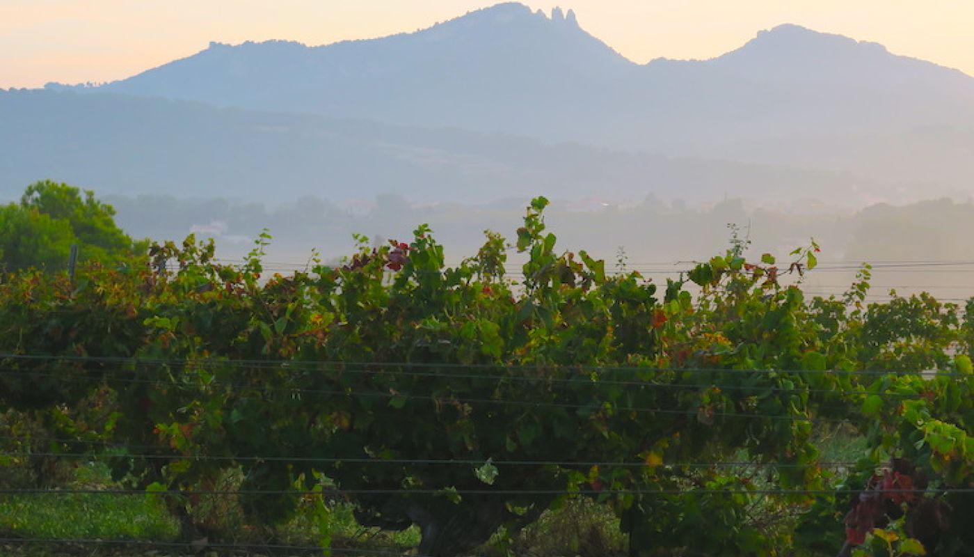 Gigondas vineyard with Dentelles de Montmirail background