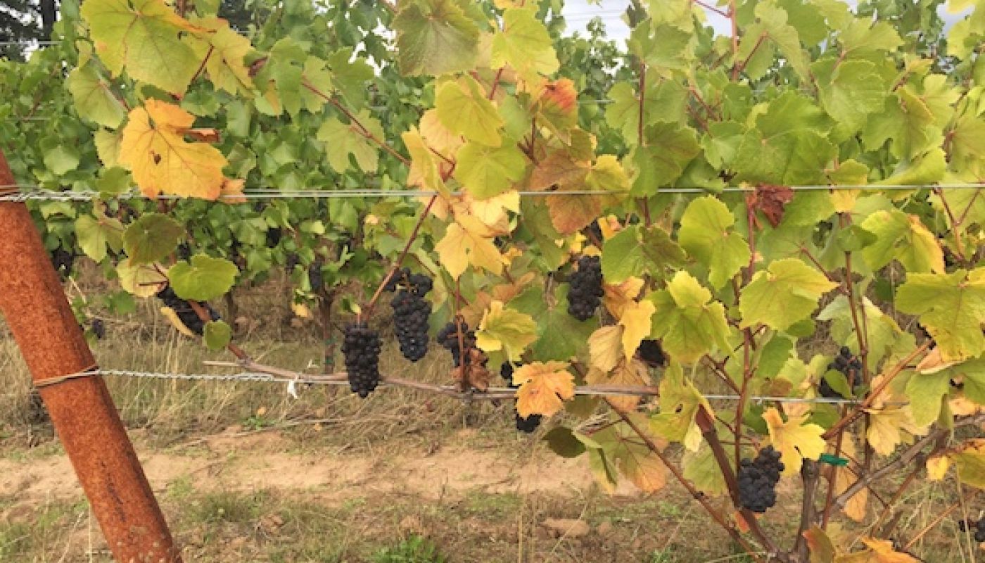 2019 Oregon vines shutting down
