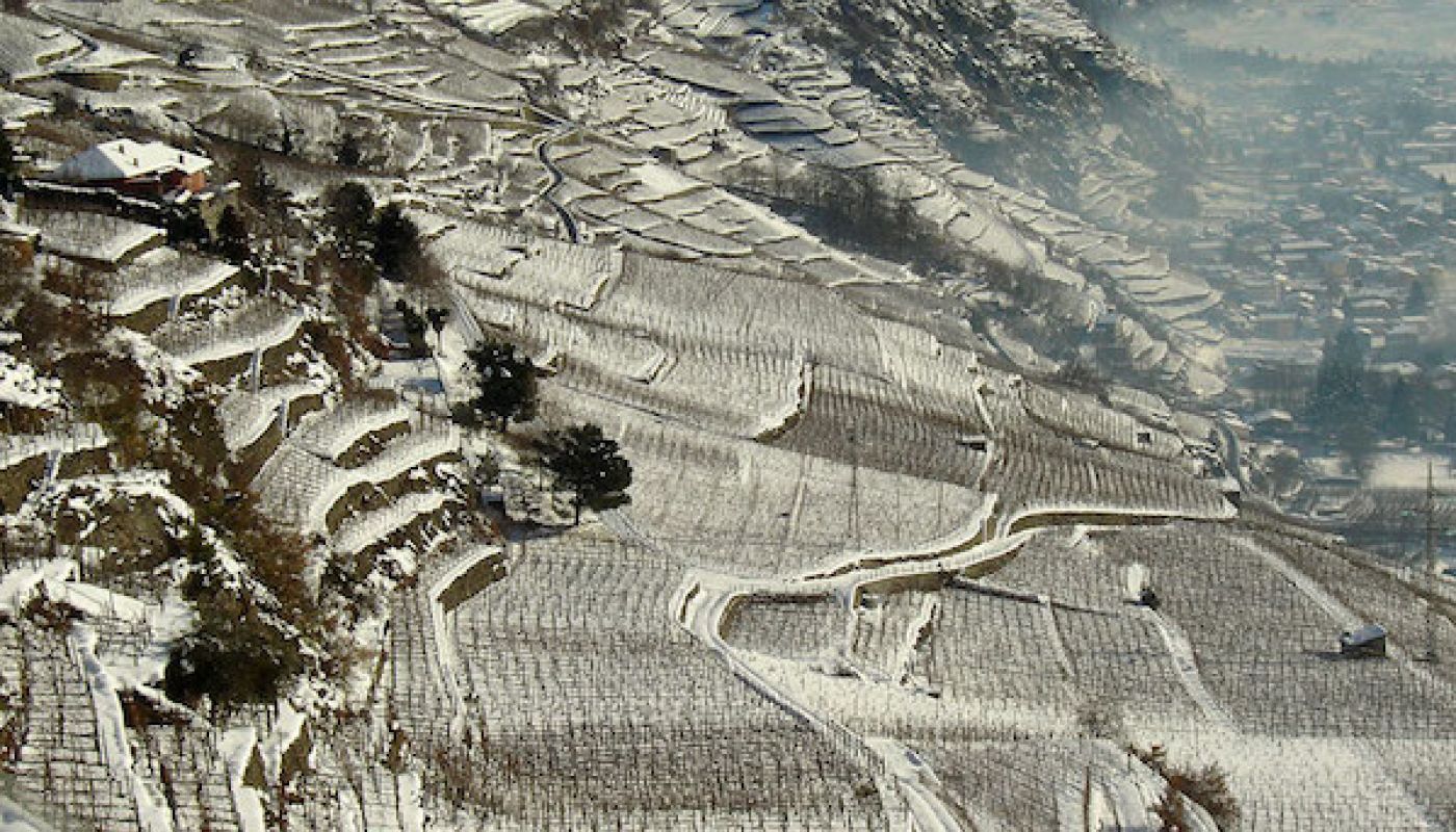 Ar Pe Pe vines in Valtellina, northern Italy