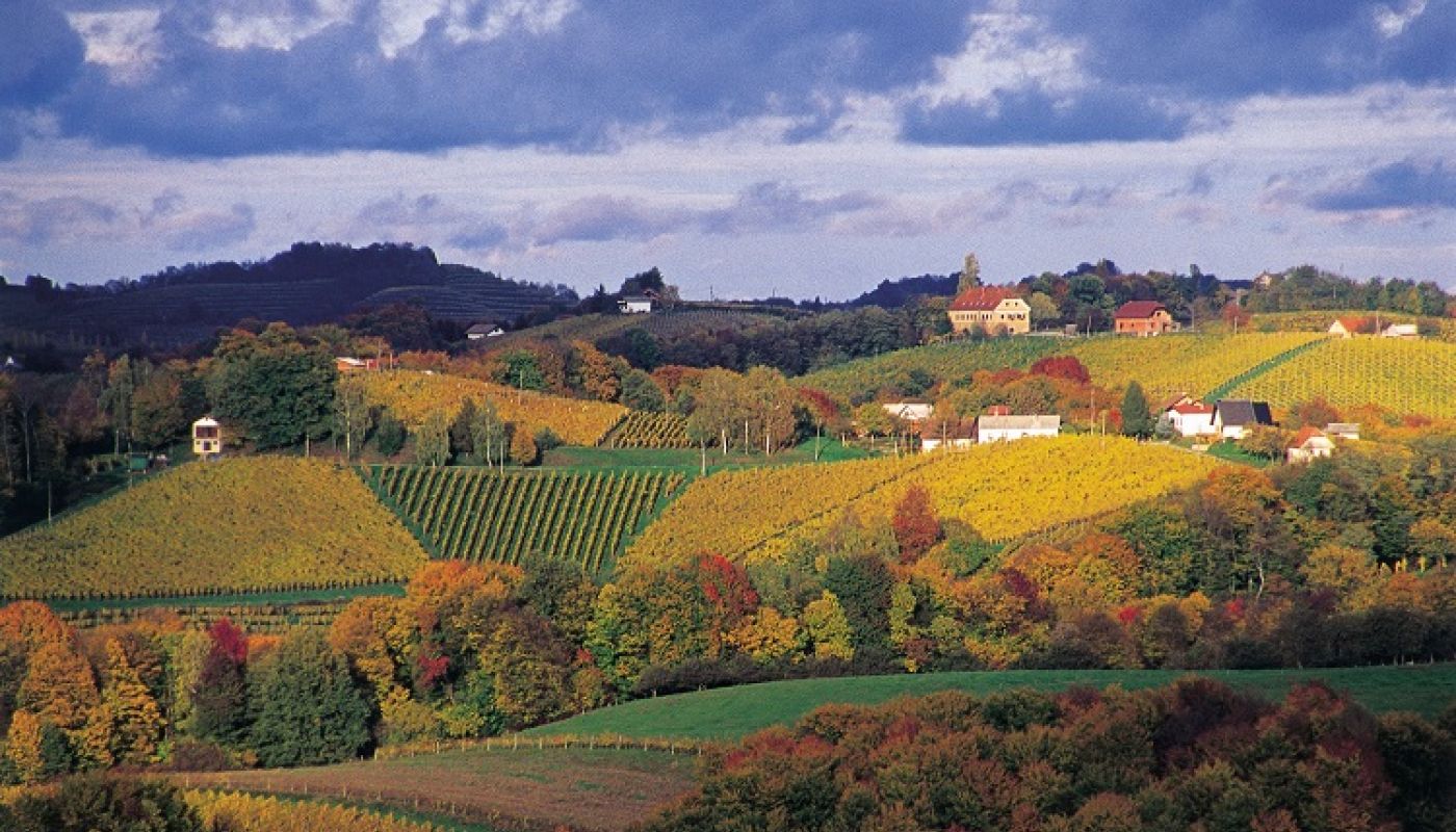 Verus autumn vineyards in Ormoz Slovenia