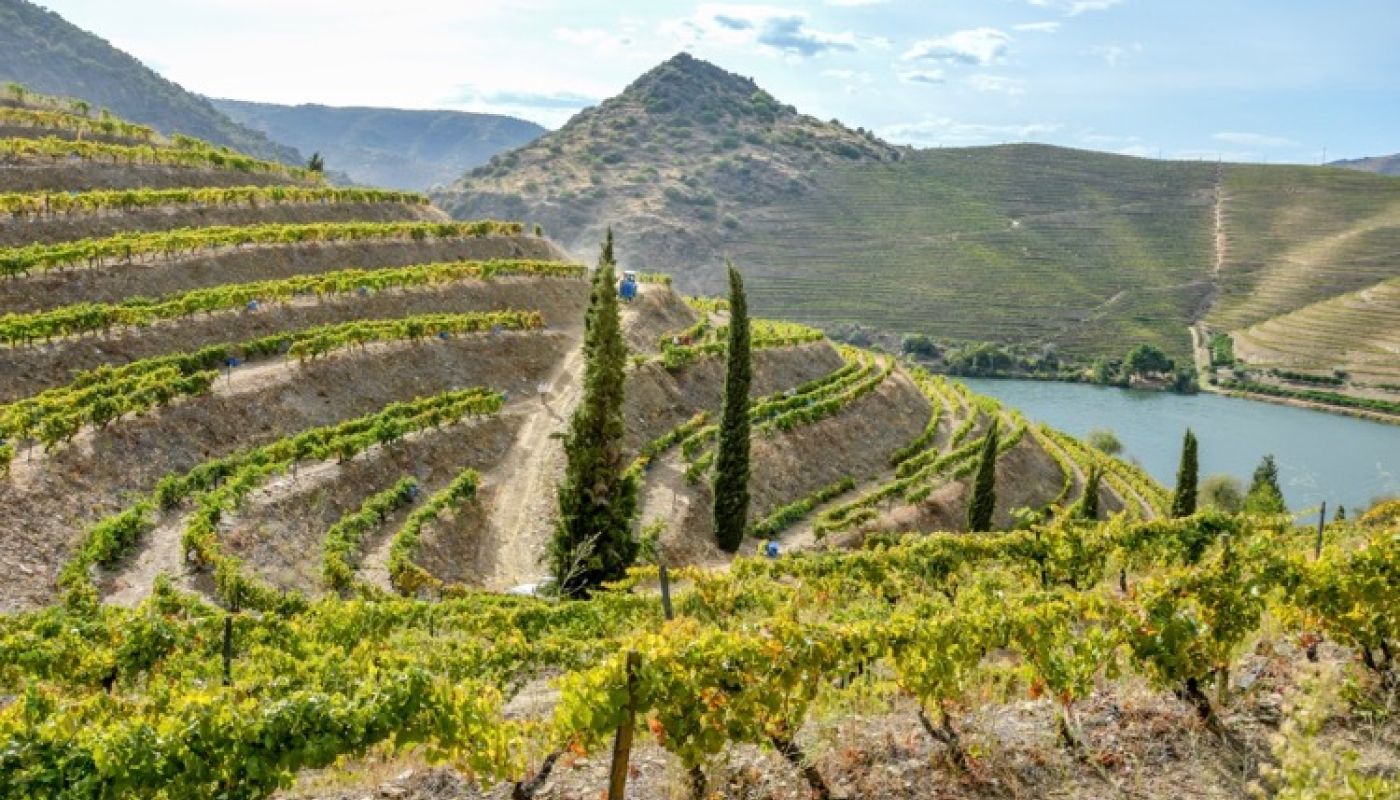 Vesuvio harvest 2019