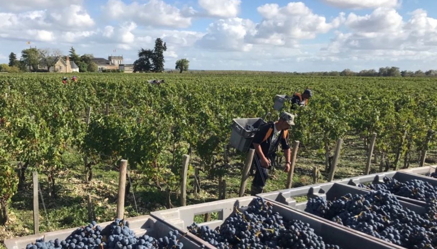 Cabernet harvest at Beychevelle 2019