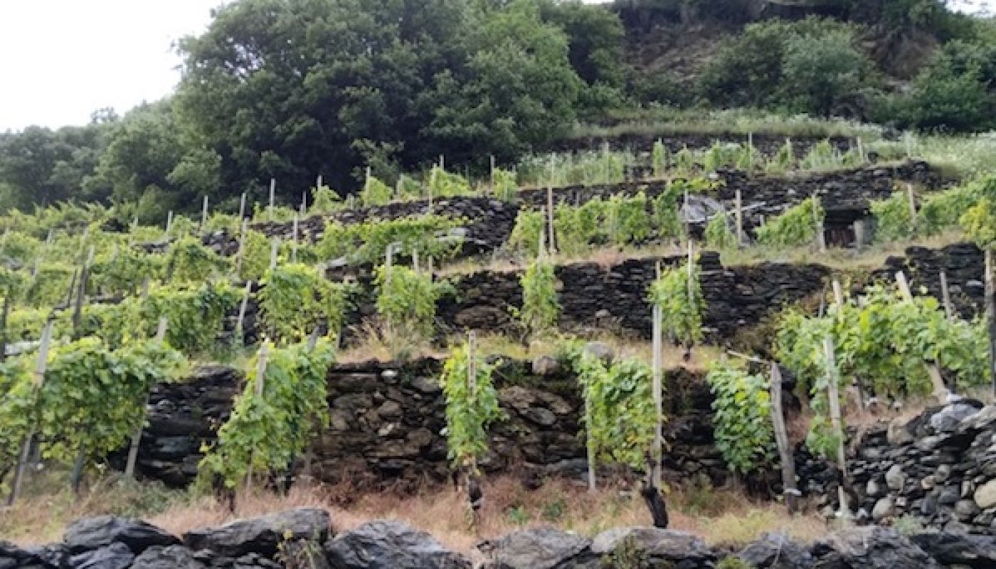 Barbacan vineyard in Valtellina