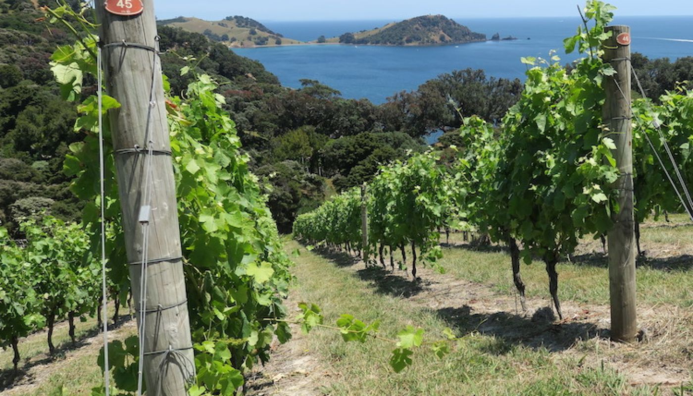 Man O War Syrah vineyard