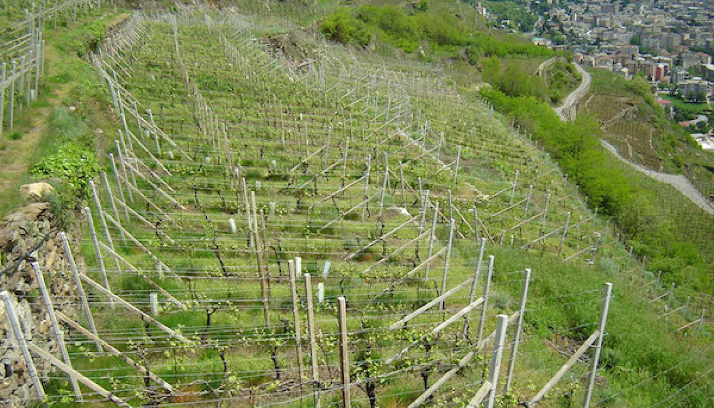 Ar Pe Pe vineyards above the winery in Valtellina