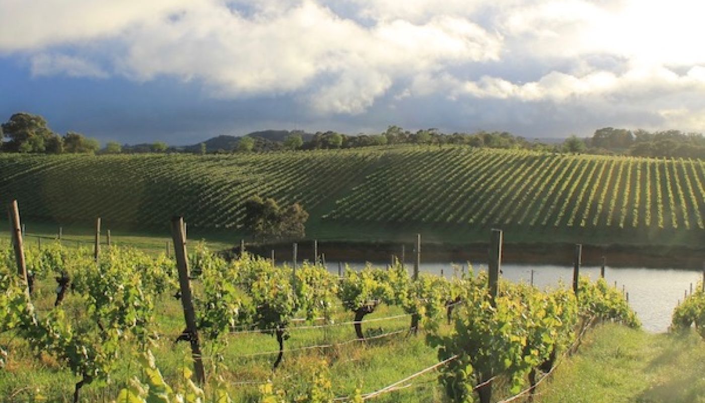 Geoff Waver vines in the Adelaide Hills before the 2019 bushfire