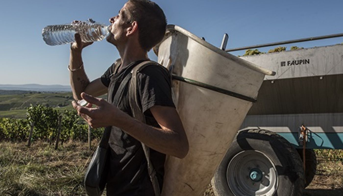 Grape picker during 2018 harvest in Burgundy, credit Jon Wyand