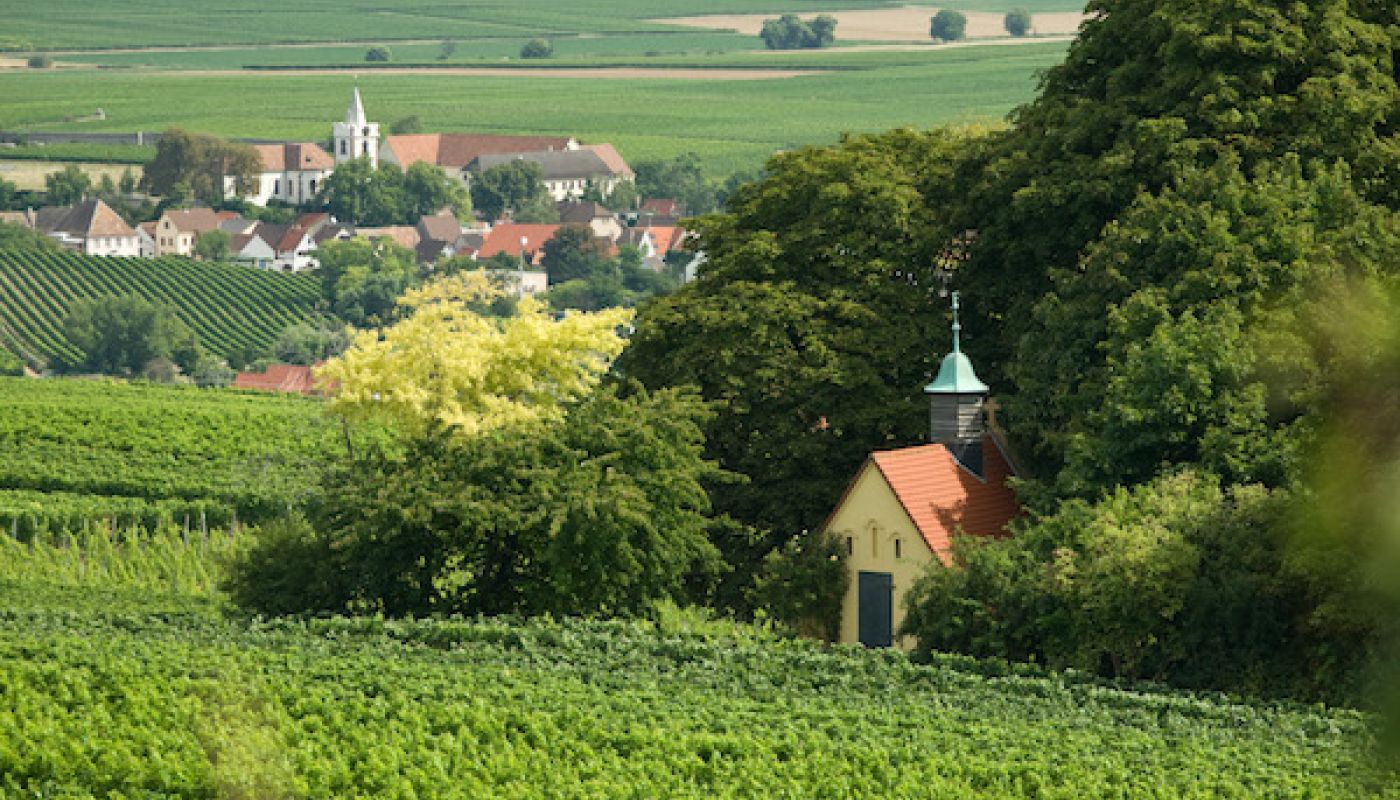 Heiligenkirche vineyard by Neiss of the northern Pfalz