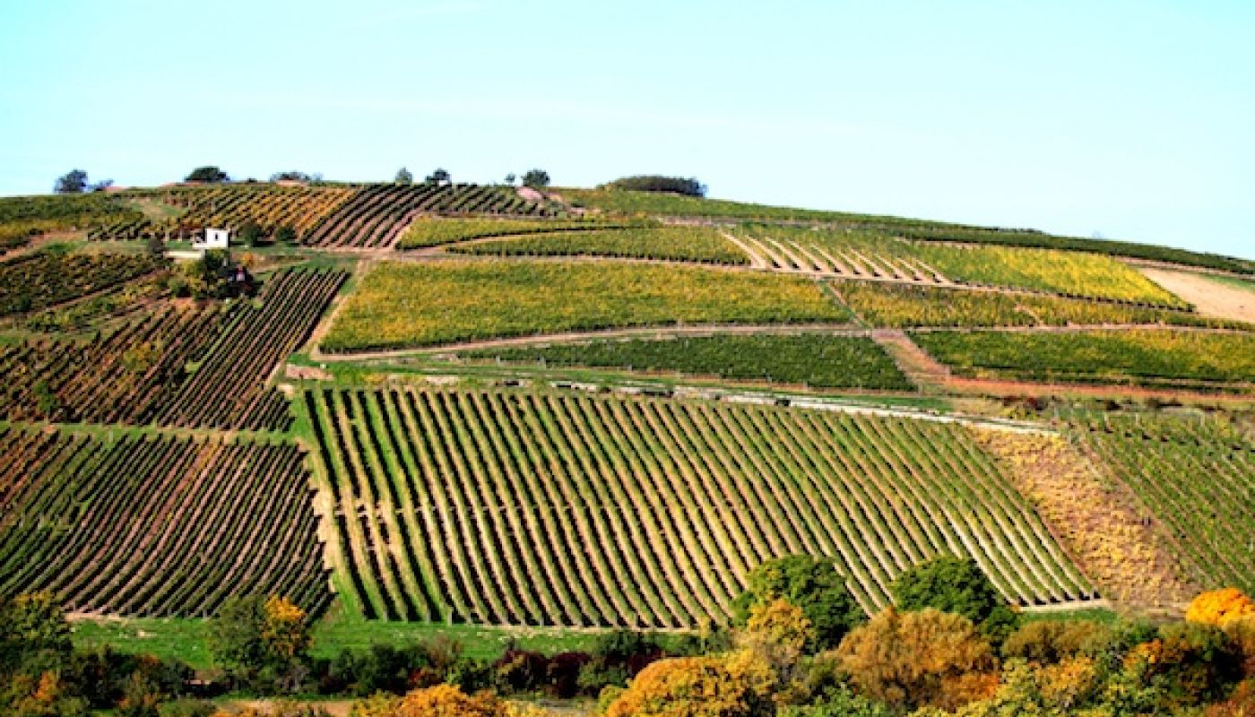 Szent Tamas vineyard in Tokaj, Hungary