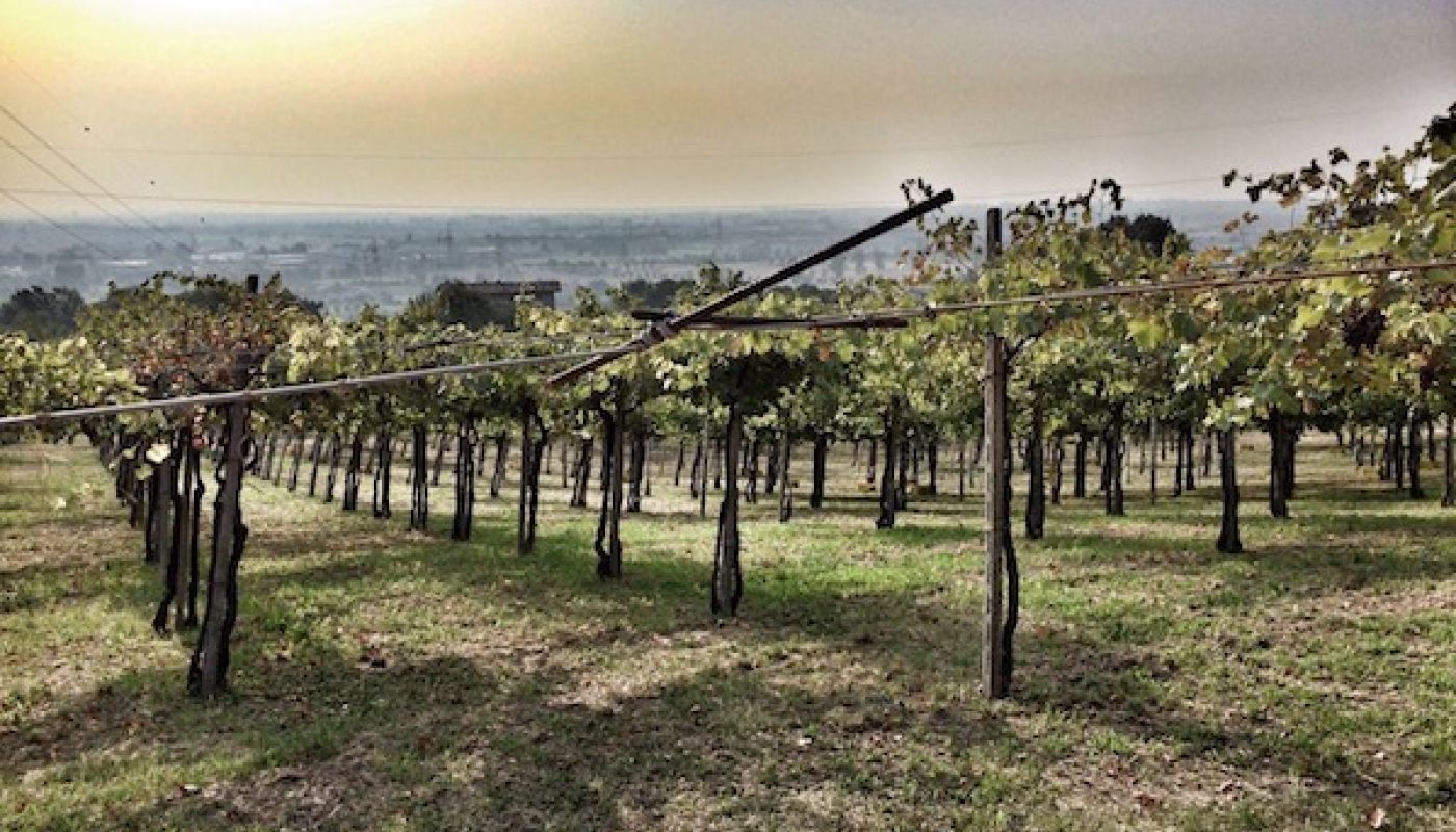 Arcari + Danesi's Grace vineyard overlooking the plain of Brescia