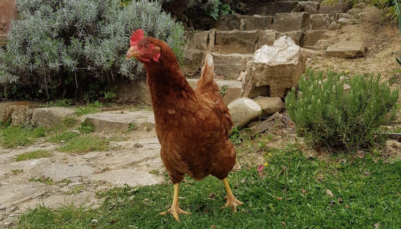 Katia's hen