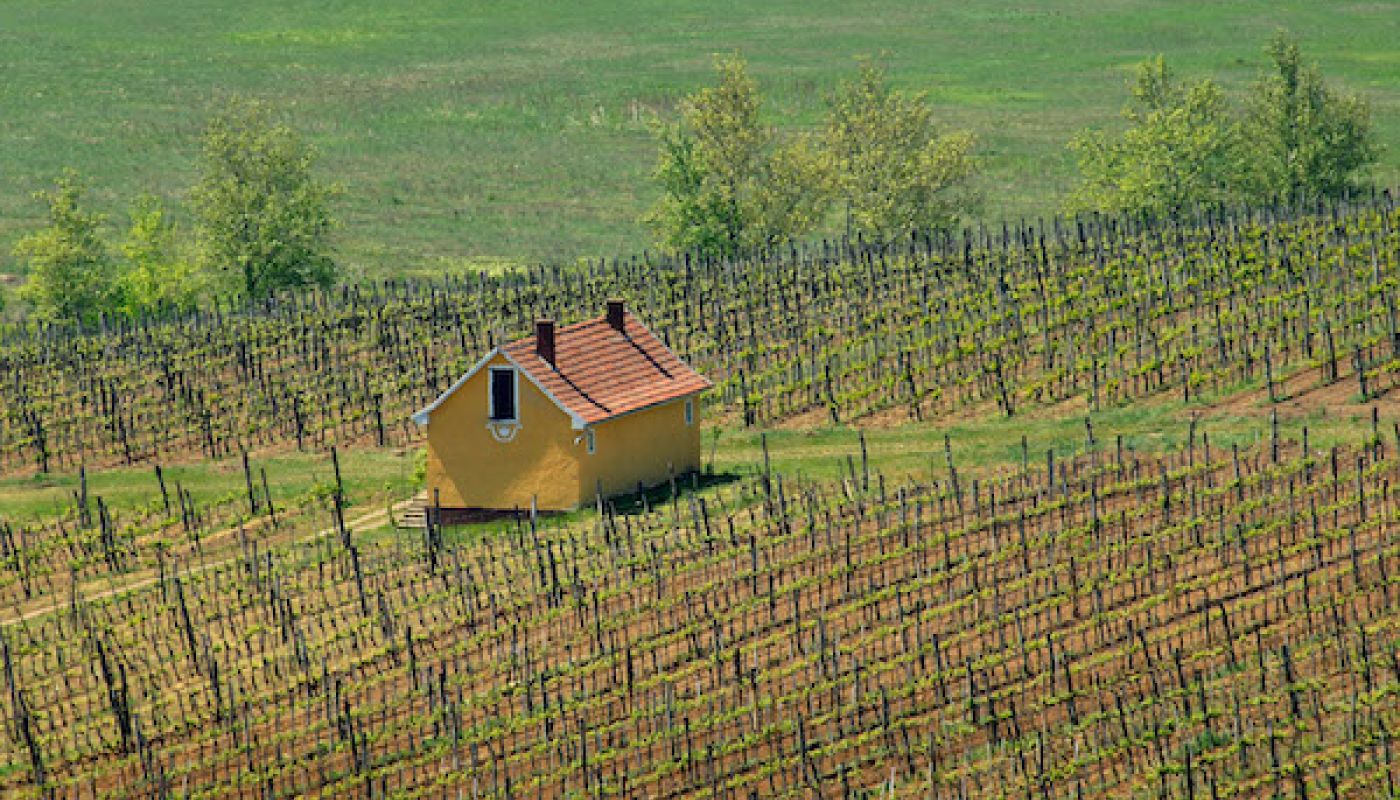 Royal Tokaji's Mezes Maly vineyard