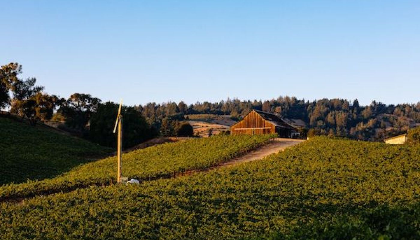 Maggy Hawk vineyard in Anderson Valley, Mendocino with barn