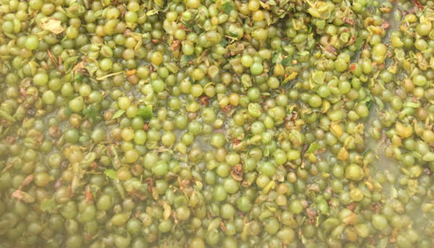 2020 Sauvignon Blanc grapes from Hawke's Bay sub-region Tuki Tuki