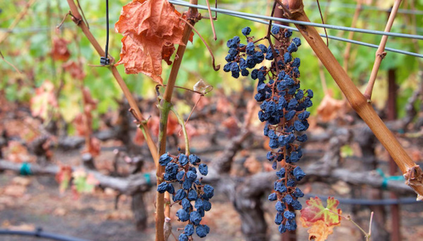 grapes left on a California vine in autumn 2019