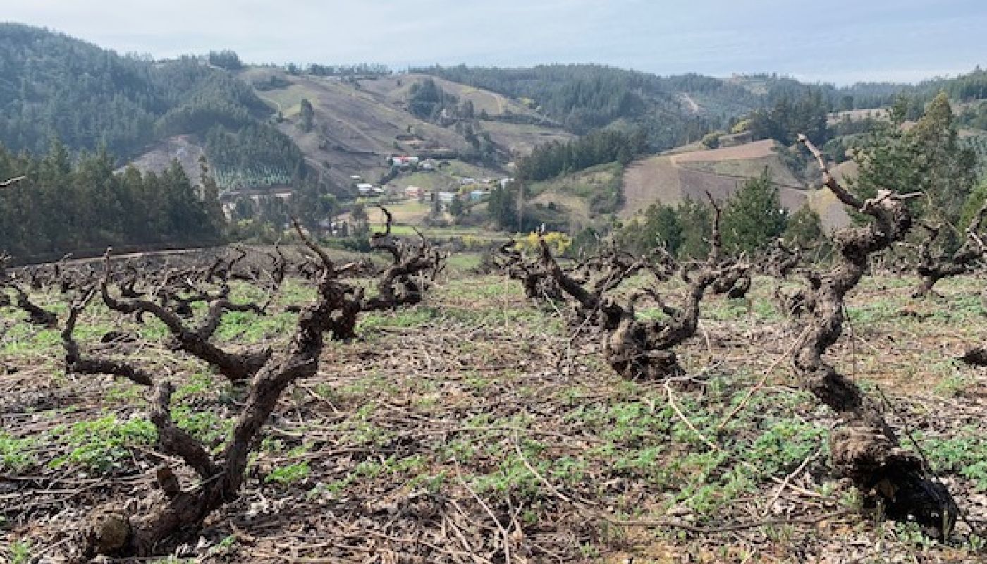 Old bushvines in Itata, southern Chile