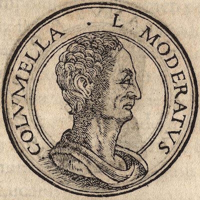 Columella medallion