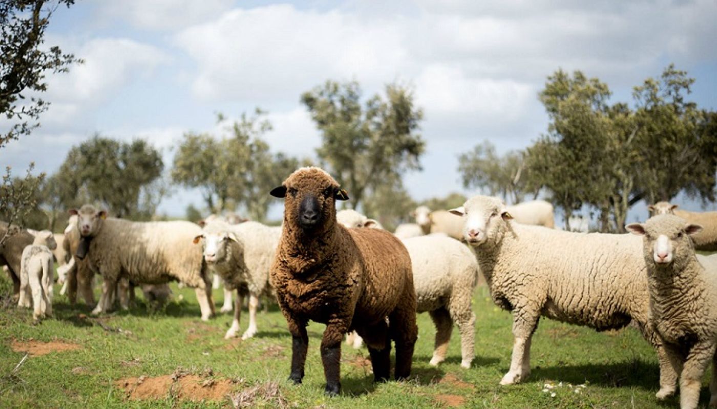 Herdade do Esporao vineyard sheep