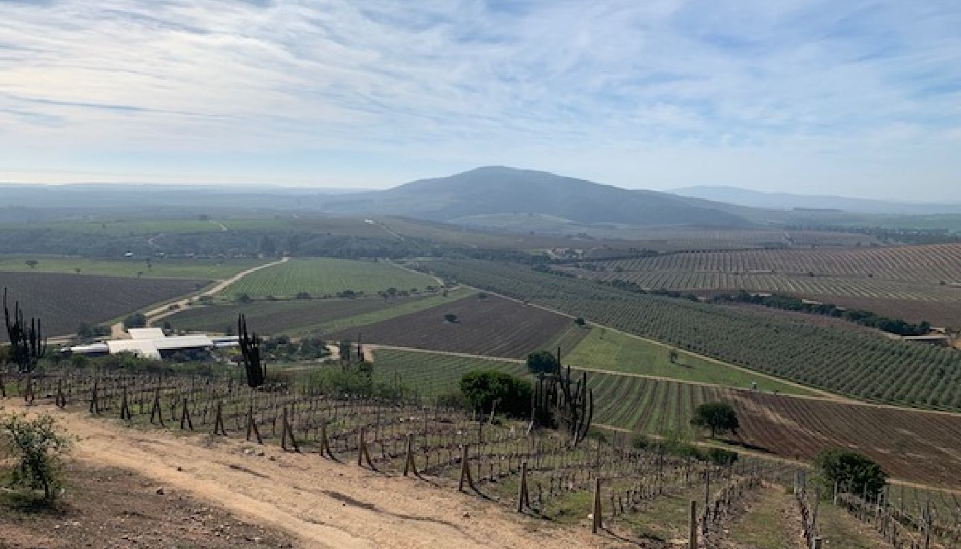 Northern Chilean vineyards