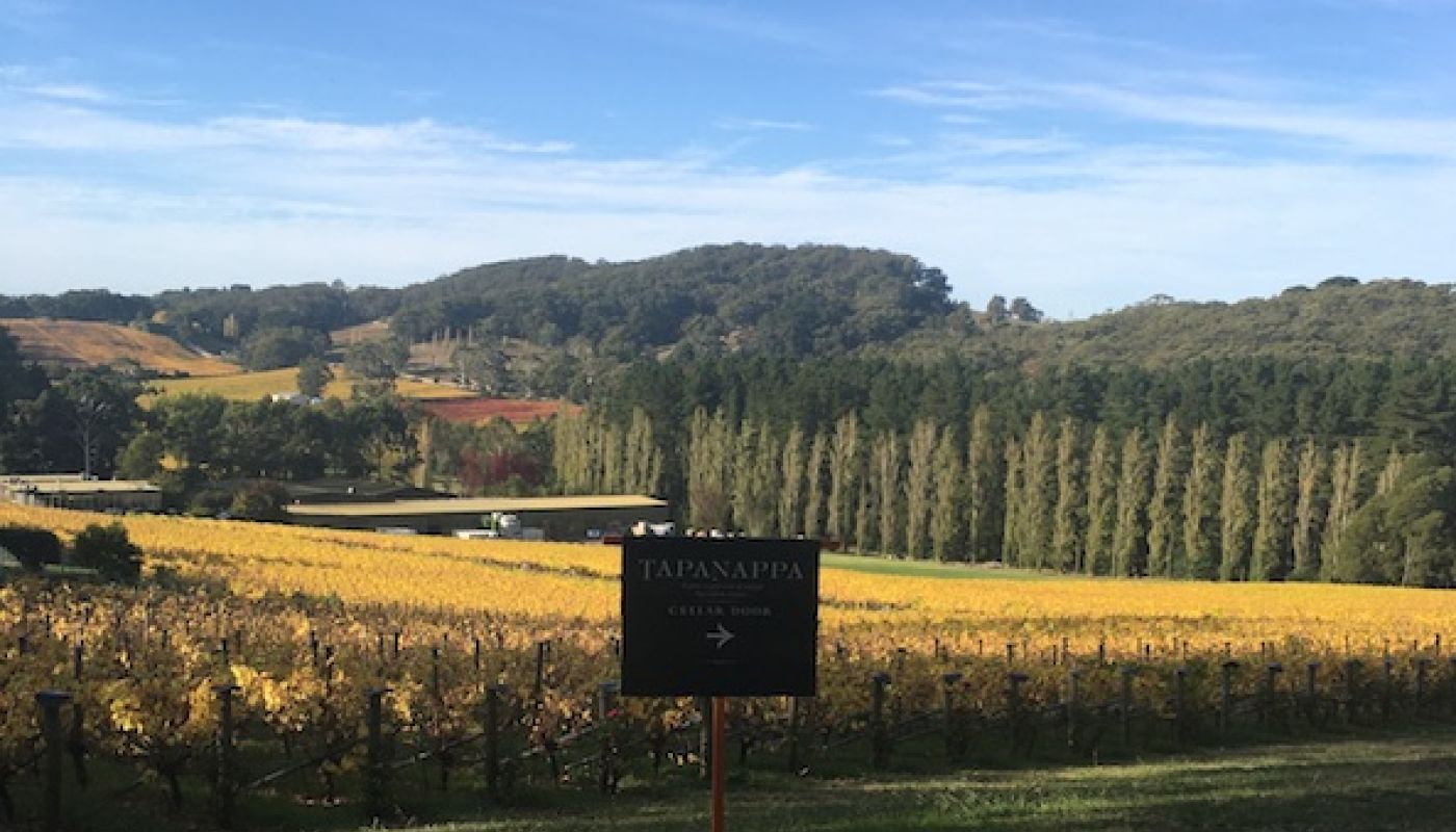 Tiers vineyard, Piccadilly Valley April 2020