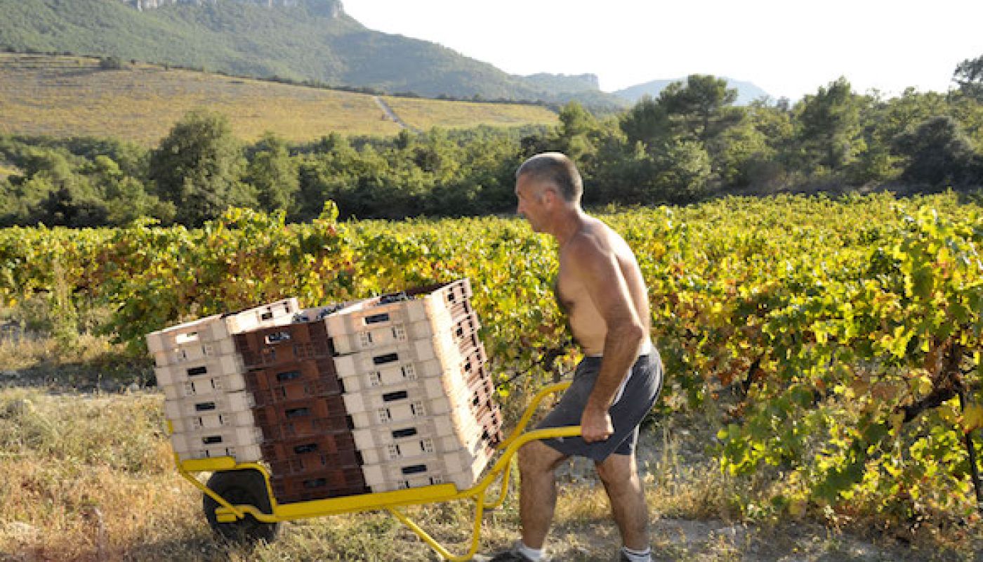 Grape harvest at Chêne Bleu