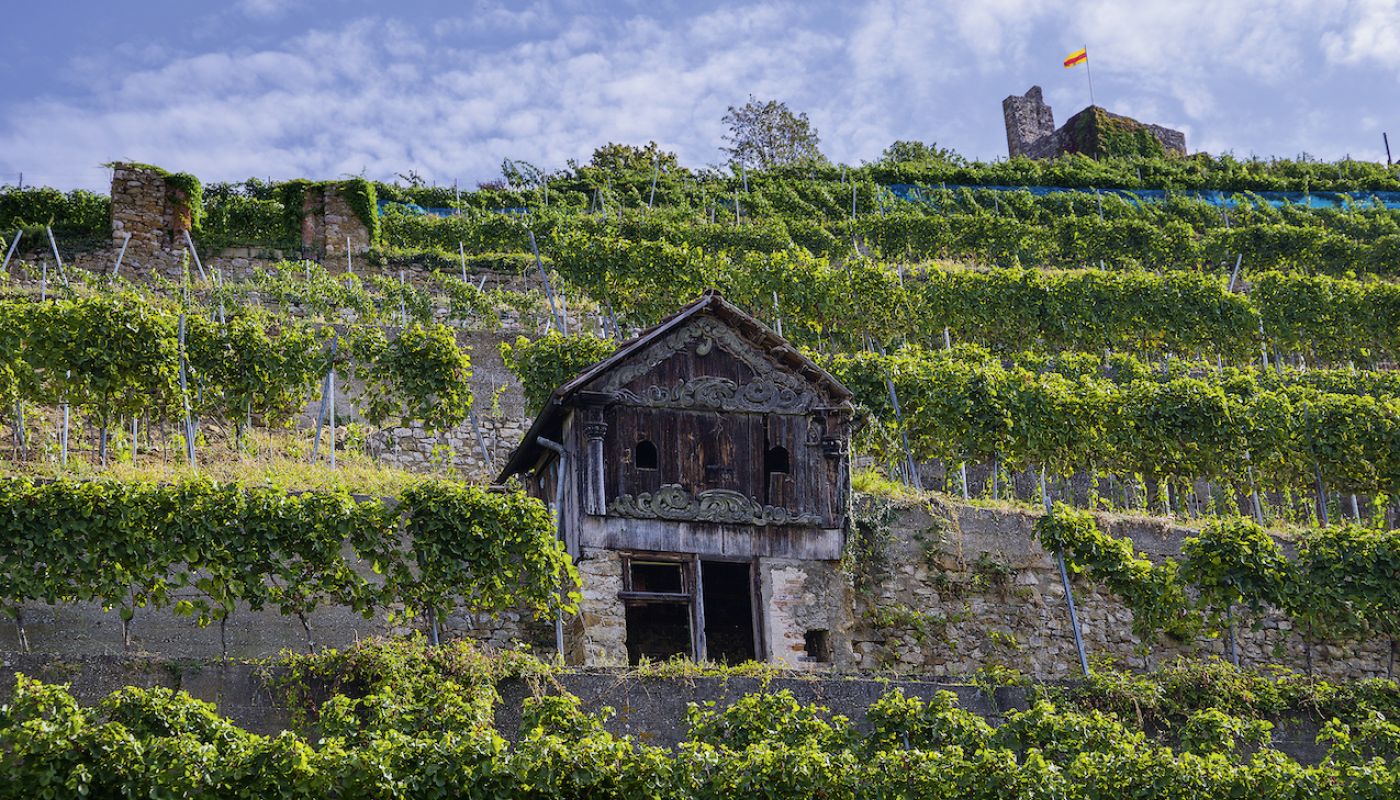 Fritz Wassmer terraced vineyard in Baden, Germany
