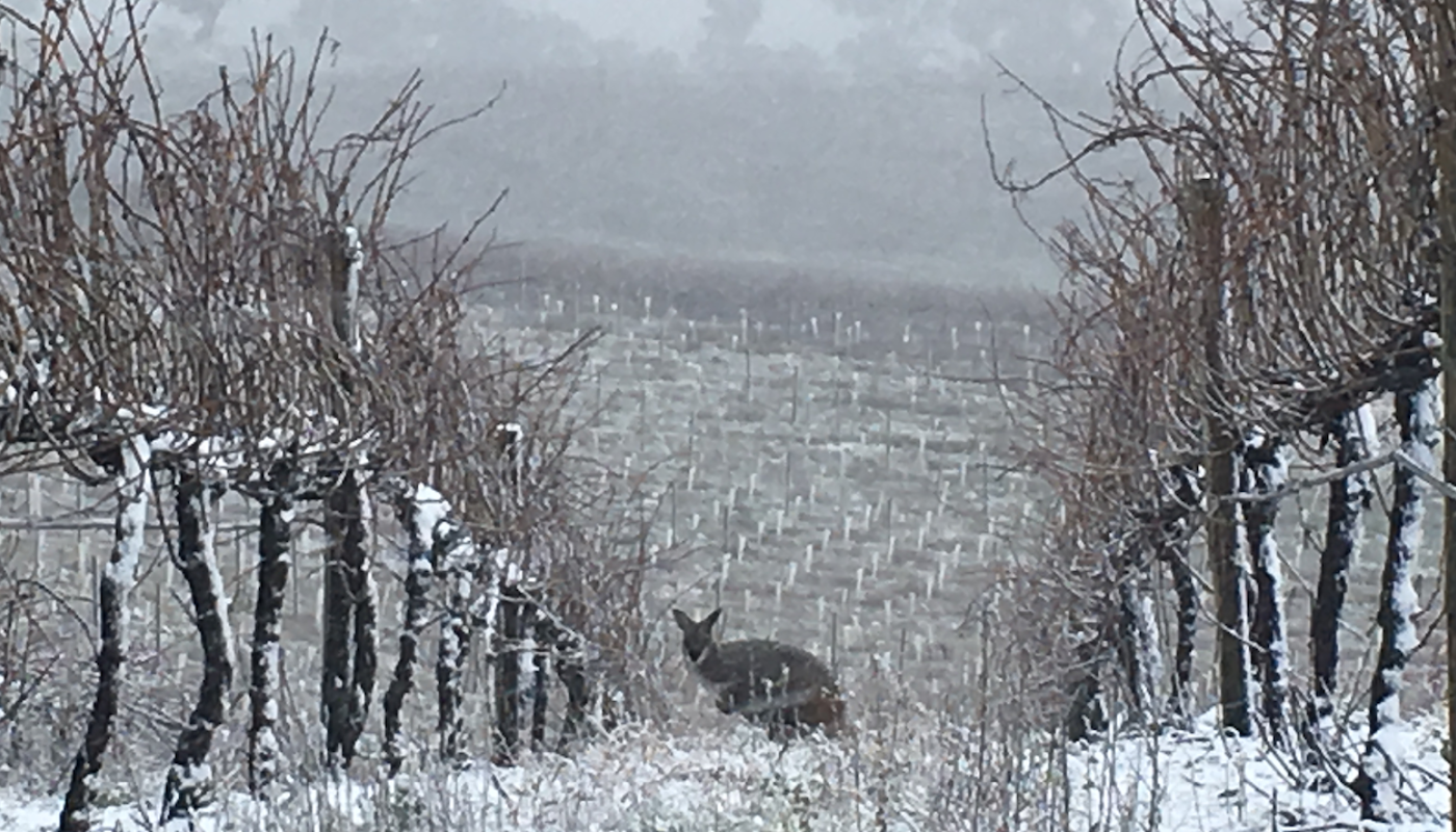 Kangaroo in Coppabella vineyard, Tumbarumba, New South Wales