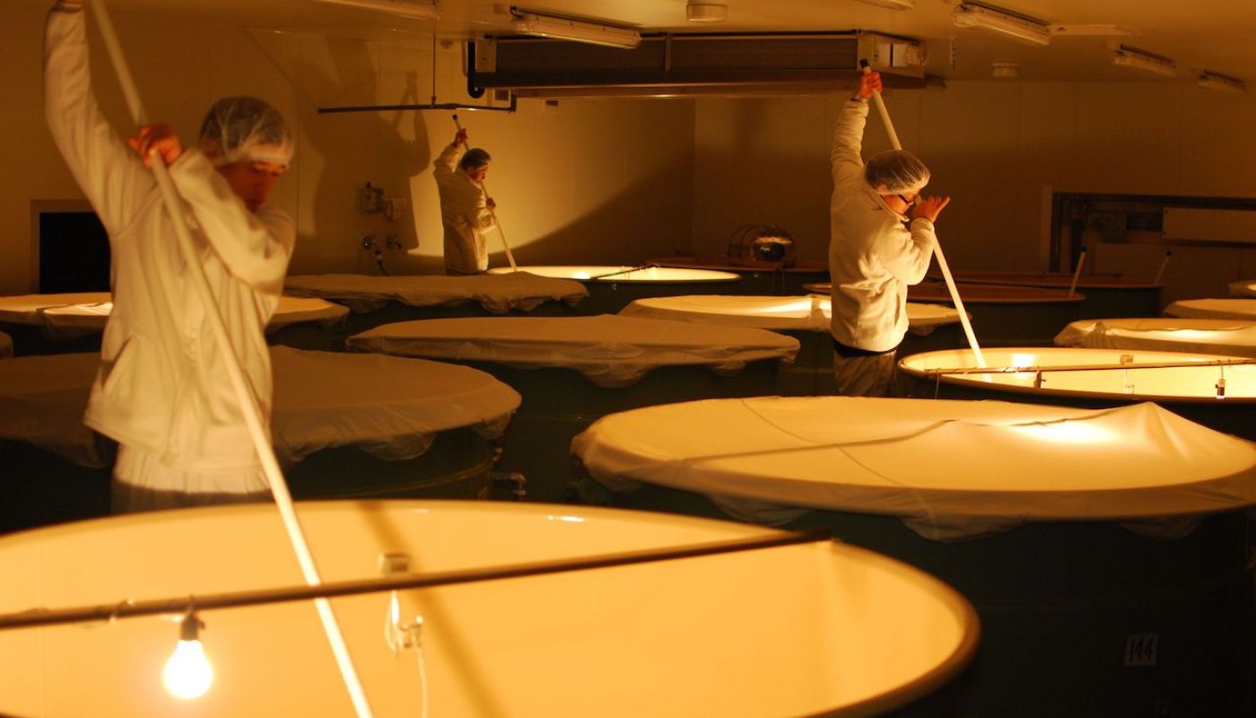 Dassai sake fermentation in Japan