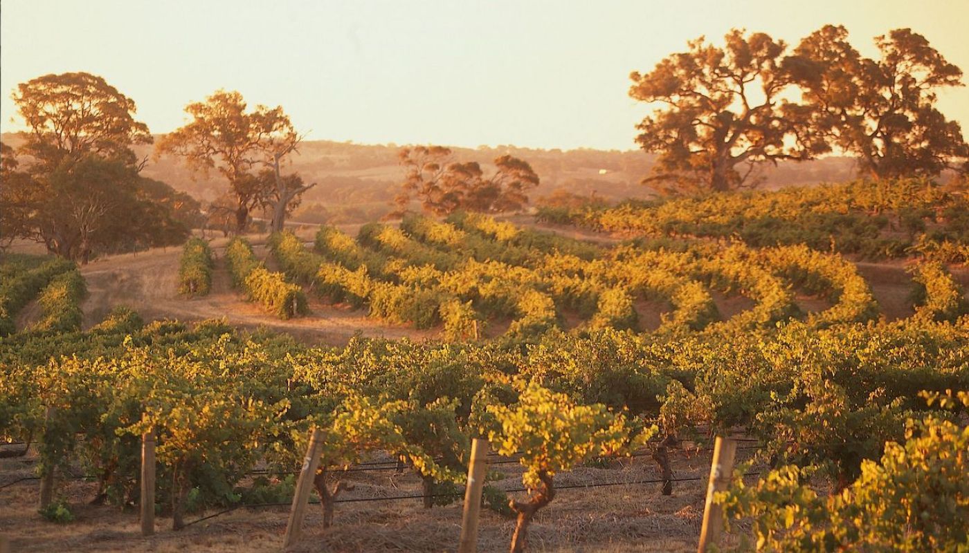 Henschke's 50 year old Shiraz vines in Eden Valley