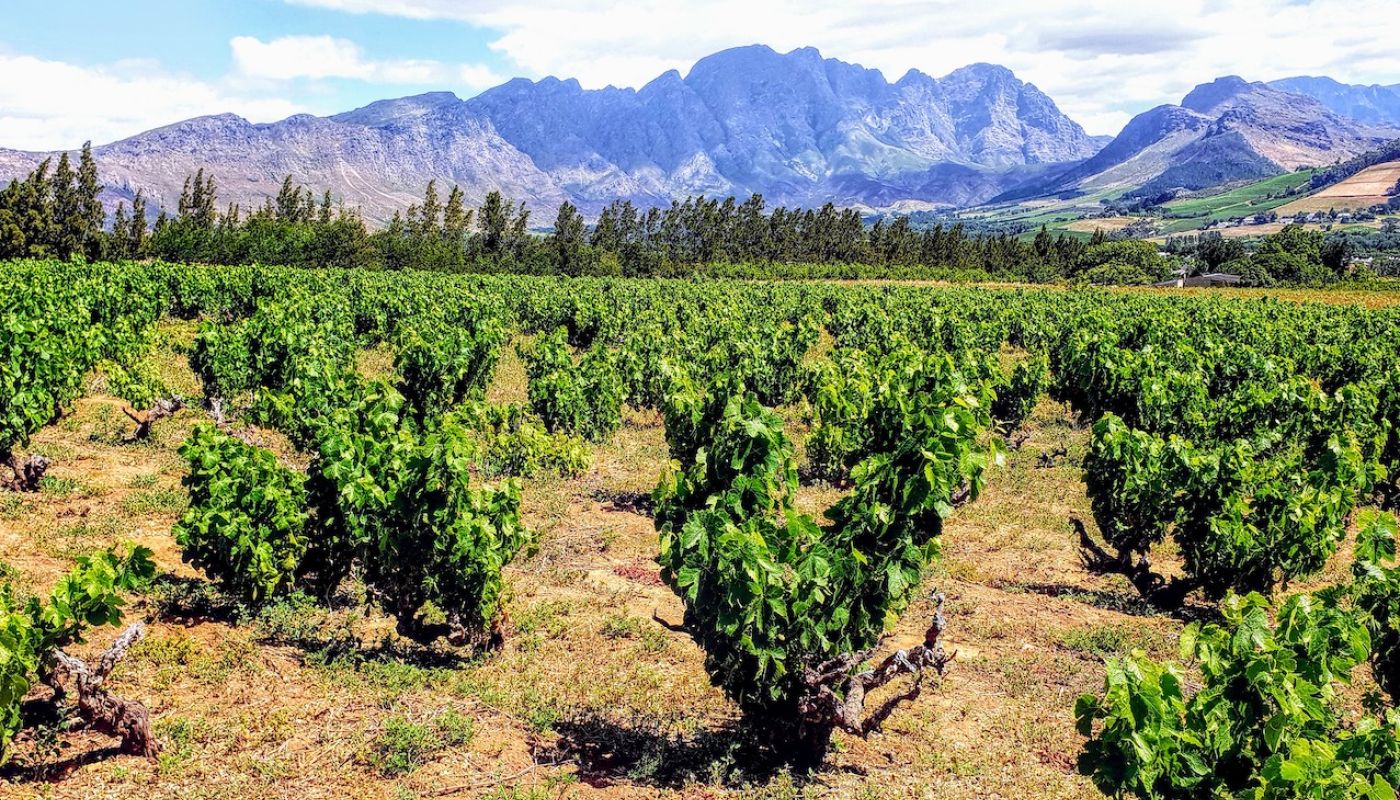 Mullineux vineyards in South Africa