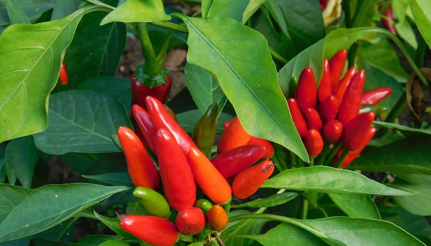 Red chilli peppers