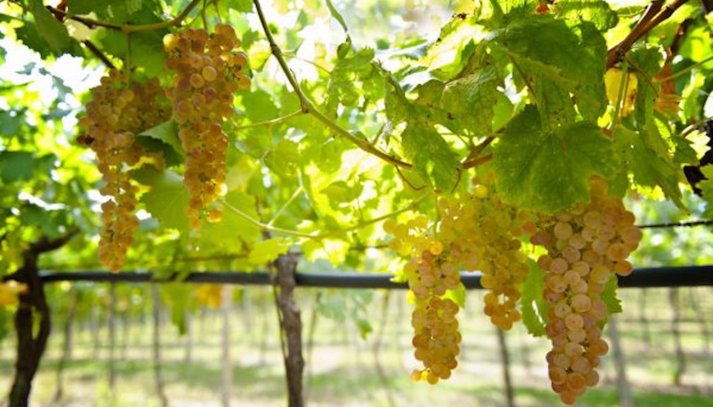 Soave grapes on pergola