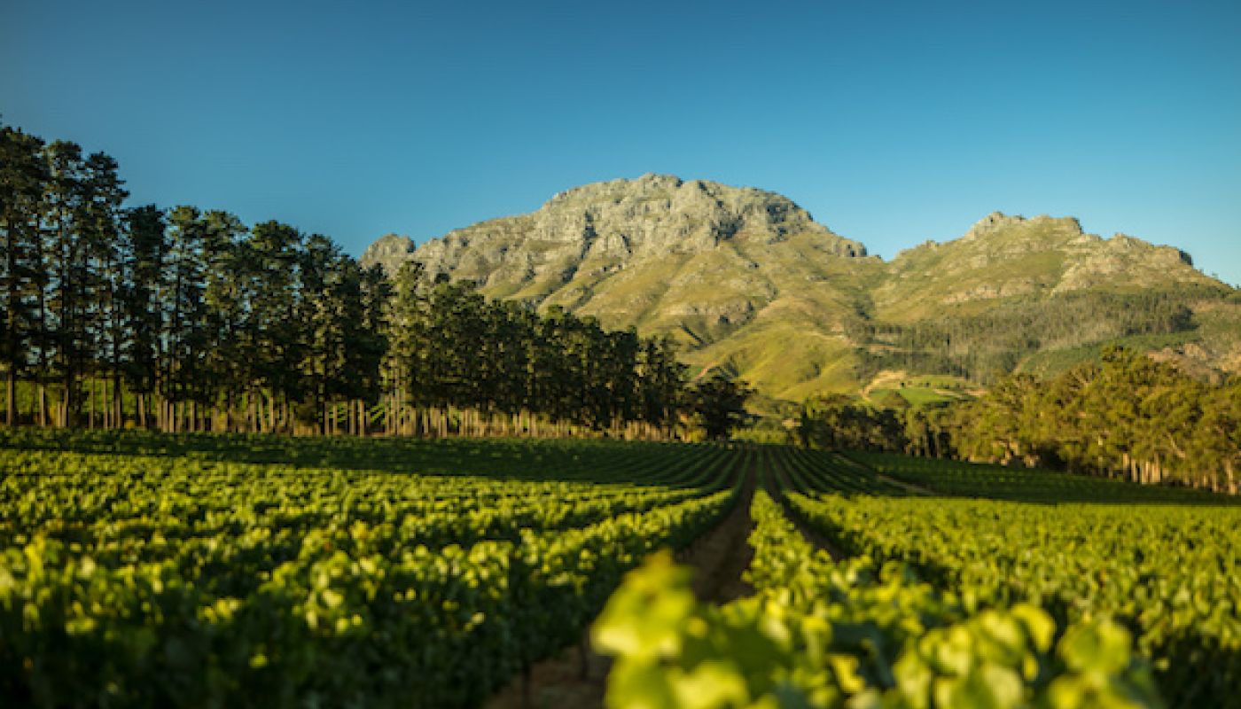 Thelema Mountain Vineyard in Stellenbosch, South Africa