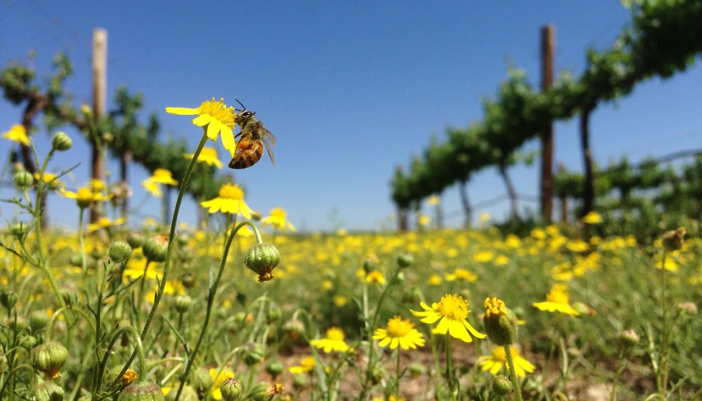 Lowerland vineyards in the Northern Cape
