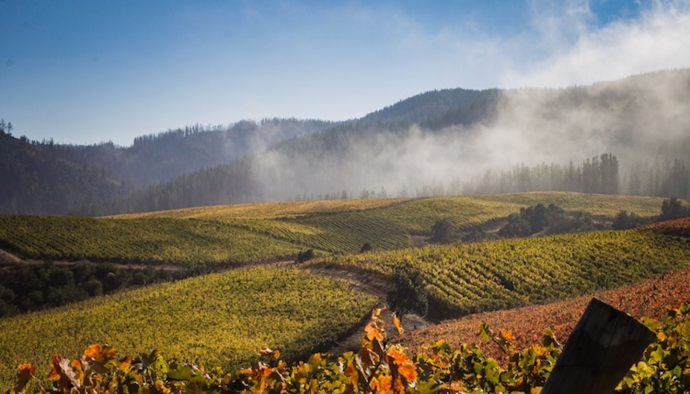 Idahue Estate vineyards in Licanten