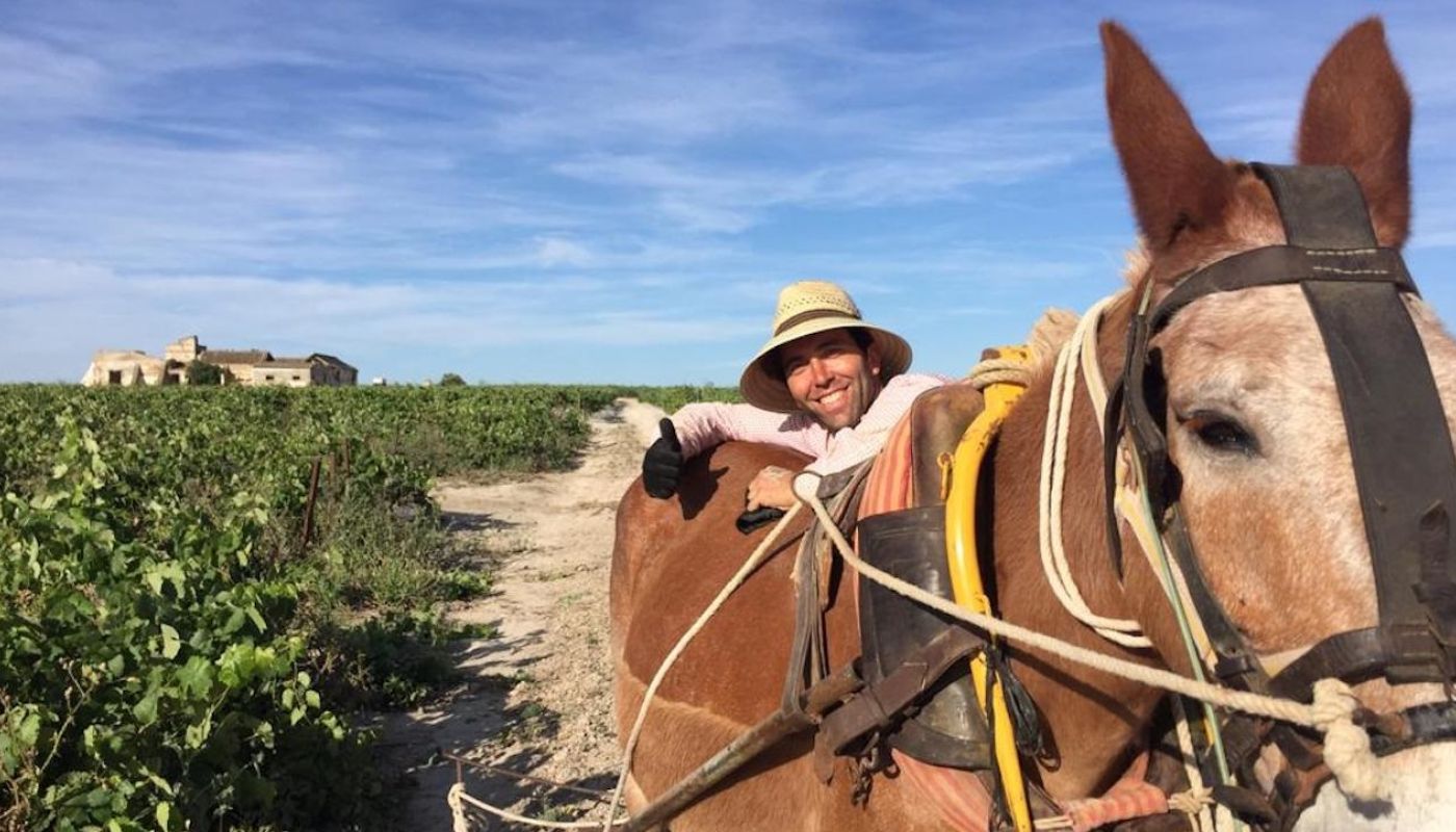 Horse working the Muchada-Leclapart vines in Sanlucar de Barrameda