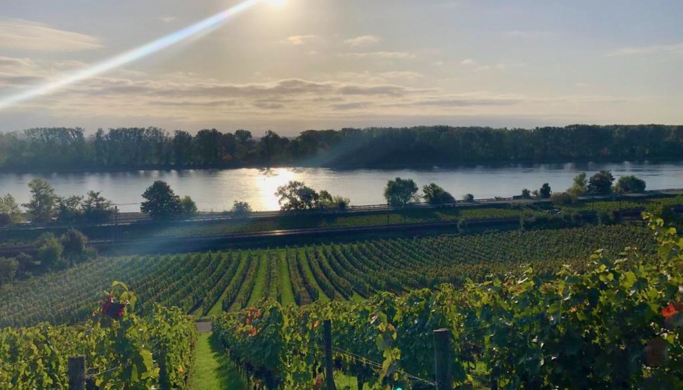 Niersteiner Pettenthal October 2019 KPK