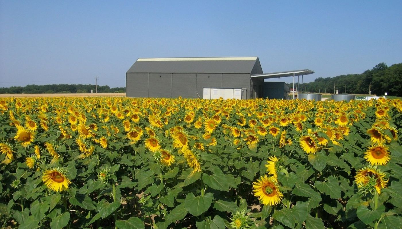 Levin Wines - -their Loire winery in a sea of sunflowers