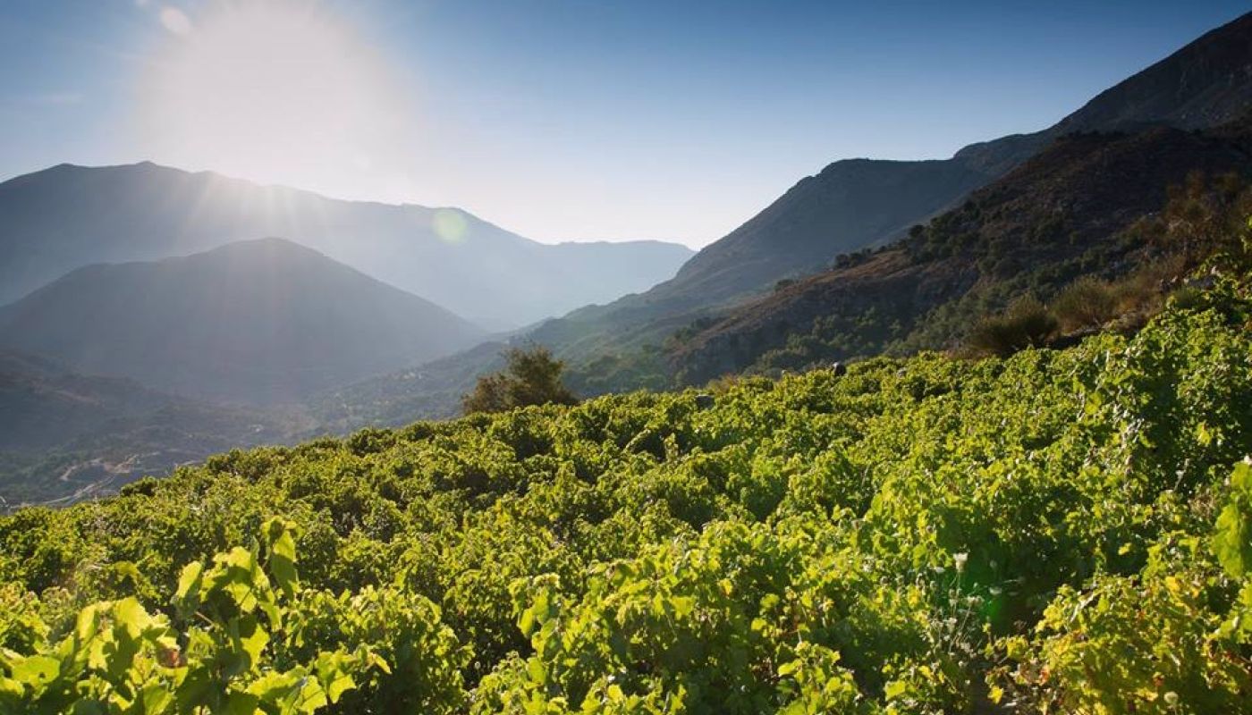Lyrarakis Kedros vineyard with Liatiko Crete