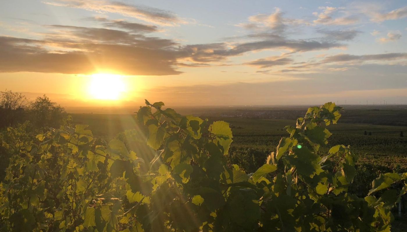 Morstein early morning late September 2020 in Rheinhessen, Germany