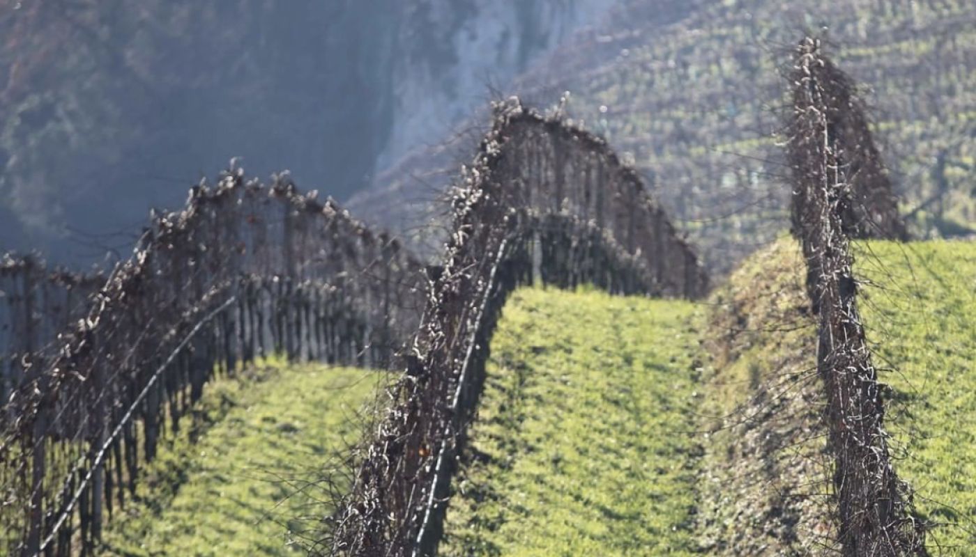 Aloïs Lageder vineyards