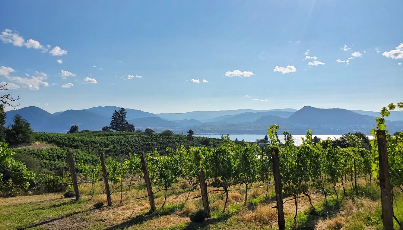 Bella Wines vineyards