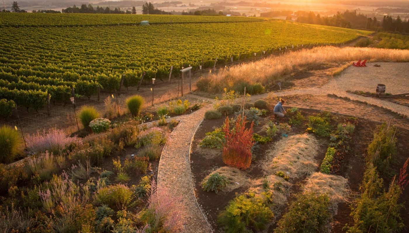 Brooks Wines - veg garden and vines (photo by Andrea Johnson)