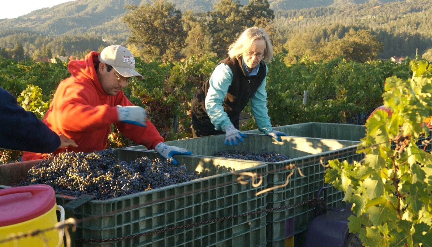 Cathy Corison sorting grapes