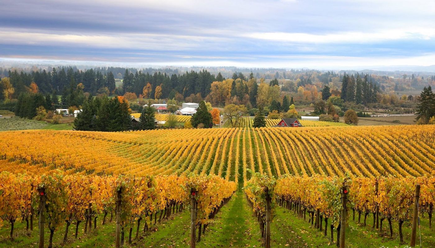 Sokol Blosser - Concert Block vineyard in fall