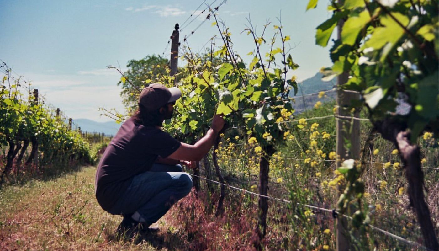 Urse Major - Rajen Toor in the vineyard